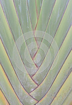 Green Petiole pattern of Palm Traveller's tree