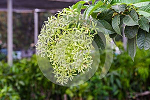 Green Petrea volubilis,Petrea volubilis,Queen`s Wreath