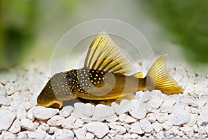 Green phantom pleco L200 Hemiancistrus subviridis aquarium fish photo