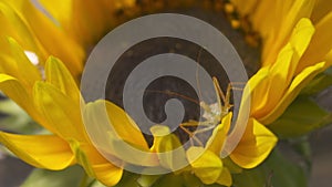 Green phasmid on large sunflower