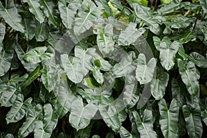 Green philodendron leaves in garden