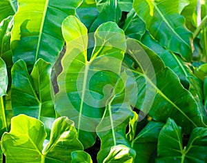 Green Philodendron leaves in sun light