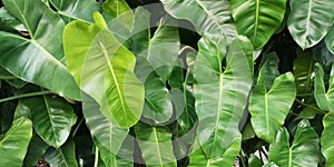 Green Philodendron leaves, tropical plant growing in wild. Close up. Pattern, texture, background