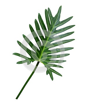 Green Philodendron Xanadu leaf tropical ornamental plant isolated on white background, path