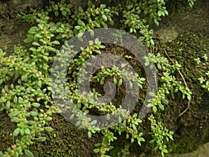 Green phyllanthaceae