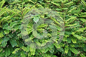 Green phyllanthus pulcher plant in nature garden
