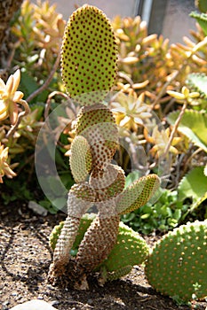 Green Phyllocactus