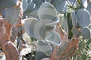 Green Phyllocactus