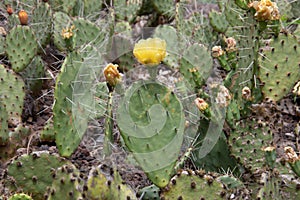 Green Phyllocactus