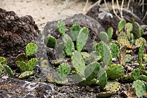 green Phyllocactus with Spikes
