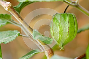 Green physalis