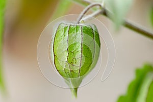 Green physalis