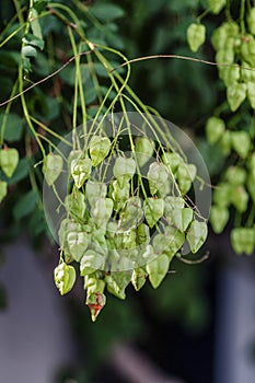 Green physalis on a branch