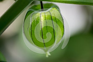 Green physalis Chinese lantern fruit