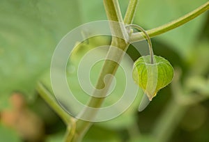 Green physalis fruit, how to grow physalis concept