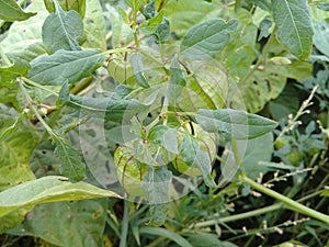 Green Physalis ground cherry in a field