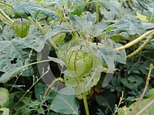 Green Physalis ground cherry in a field