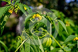 Green Physalis growing in the garden