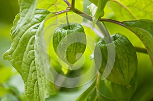 Green physalis in a public garden