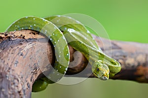Green Phyton Tree   snakes