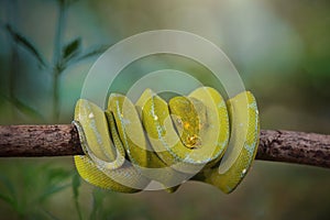 Green Phyton Tree   snakes