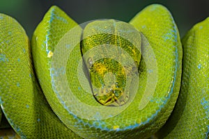 Green Phyton Tree   snakes