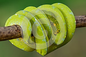 Green Phyton Tree   snakes