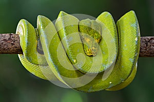 Green Phyton Tree   snakes