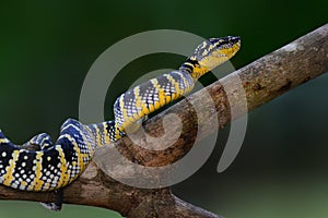 Green Phyton Tree   snakes