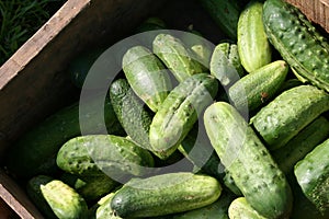 Green pickles - fresh