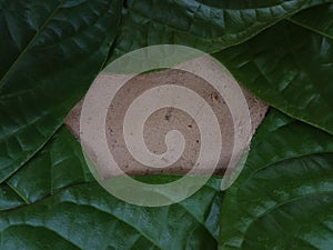 The green picture frame of the leaf, the center of the picture is a hexagon.
