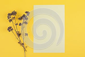 Green piece of paper on a yellowed colored backgound, dry wildflower, floral textured background, copy space