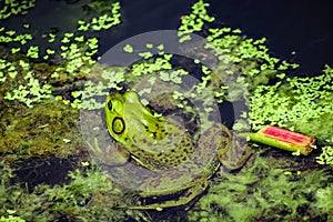 Green Pig Frog in Algae
