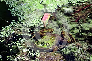 Green Pig Frog in Algae