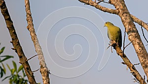 Green-pigeon bird looking away perched in a tree branch in the evening, its time to settle for the night