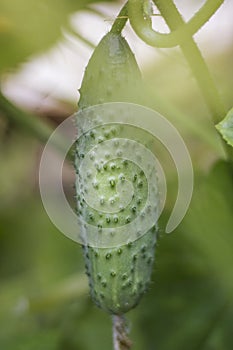 Green pimply cucumber growing in the garden in soft focus photo