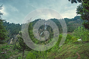 Green pine on a background gray clouds and waterfall