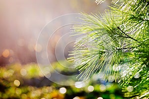 Green pine bough illuminated by sunlight