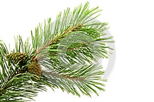 Green pine branch