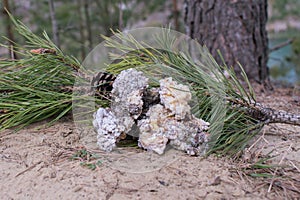 Green pine branch with large fractions of gum resin for healing tree wounds. Background.