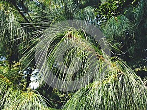 Green pine branch with long needles. Evergreen gymnosperms conifers