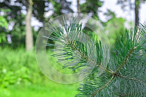 Green pine branch with needles against the background of green foliage horizontal photography