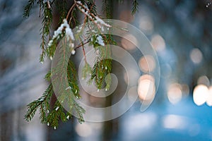 Green pine branch with snow in evergreen winter forest