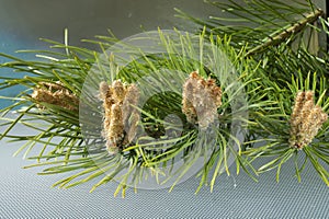 Green pine branch in spring on a blue background