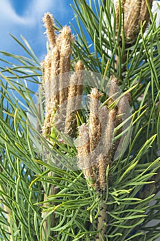 Green pine branch in spring on a blue background