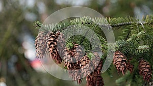 Green pine branch strobiles moving
