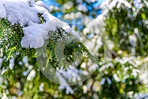 Green pine branch tree covered with snow and ice - Christmas evergreen spruce tree  - Winter background