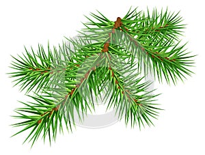 Green pine branch on white background