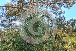 Green pine branch with young shoots, with old and young cones