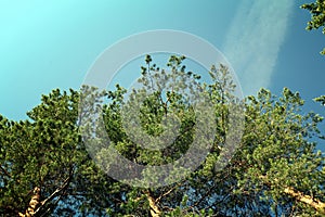 Green pine branches against sky